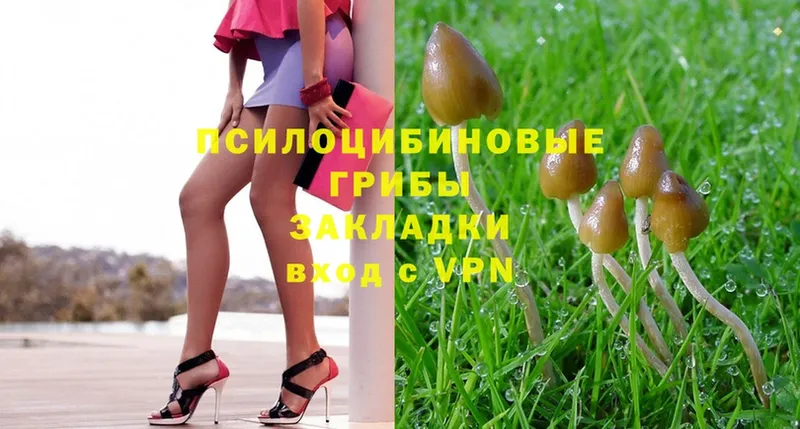 Псилоцибиновые грибы Psilocybe  Жердевка 